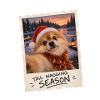 Tail Wagging Season Zwergspitz Selfie
