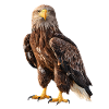 Seeadler Adler Eagle