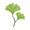 Ginkgo Pflanze Illustration Geschenkidee