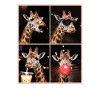Giraffen Giraffe