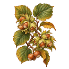 Haselnüsse am Zweig Botanische Illustration