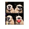 Gibbons Gibbon