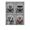 Gibbons Gibbon
