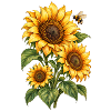 Sonnenblumen mit Hummel Gartenliebe