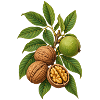 Walnüsse mit Blättern Botanische Illustration