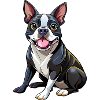 Boston Terrier Hundesitting