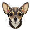 Chihuahua-Hundekopf