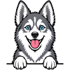 Alaskan Klee Kai
