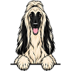 Afghanischer Windhund