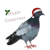 Merry Christmas Taube - Mit Weihnachtsmütze