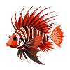 Rotfeuer