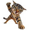 Katze
