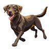 Labrador Retriever Hundelauf
