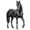 Pferd Hengst