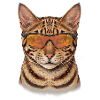 Bengalkatze mit Sonnenbrille lässig