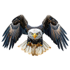 Weißkopfseeadler Bald Eagle
