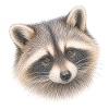 Waschbärporträt