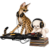 Malteser und Savannah-Katze als DJ-Duo