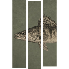 Zander – Moderne Fischillustration für Angler