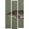 Wels/Waller – Moderne Fischillustration für Angler