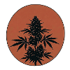 Cannabis Sonnenuntergang