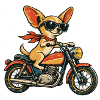 Chihuahua on Tour