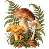 Waldpilze und Farn