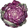 Rotkohl Rosette