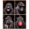 Gorillas Gorilla