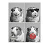Meerschweinchen Meerschwein