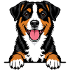 Entlebucher Sennenhund