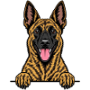 Holländischer Schäferhund
