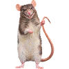 Ratte 