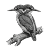 Der Eisvogel