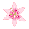 Rosa Lilien-Blumenillustration
