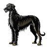 Irischer Wolfshund stehend