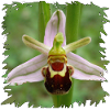 Bienenragwurz Blüte im Schwarzrand