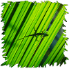 Gecko-Silhouette auf grünem Blatt