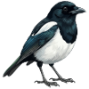 Elster – Vogelillustration