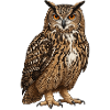 Uhu – Vogelillustration
