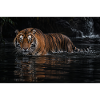 Tiger im schwarzen Wasser
