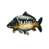 Carp Girl