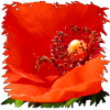 Roter Mohn mit getarnter Schwebfliege