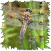 Libelle auf Schachtelhalm