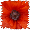 Orangerot Mohnblüte Nahaufnahme