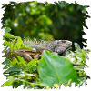 Dschungel-Leguan im Blätterdach