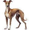 Whippet Dog