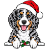 Weihnachten Aussiedoodle