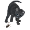 Katze und Spinne - Neugieriges Kätzchen