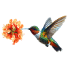 Kolibri